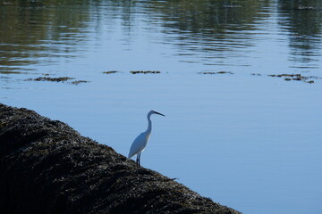 Aigrette au bord du lac .