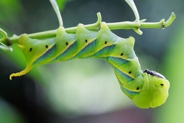 Death head hawkmoth caterpillar on Jasmin plant. - 654405016