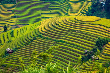 Vietnamese terrace ricefield aerial view - 654405069