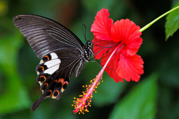 Papilio Helenus feeding on Hibiscus flower, Thailand - 654405080