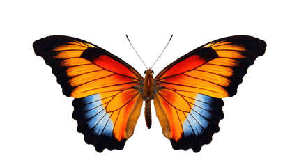 Fototapeta na wymiar butterfly isolated on transparent background 
