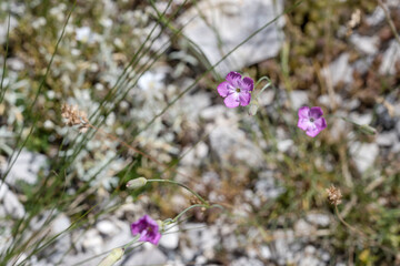 Diantuhs sylvestris Wulfen flower at Terminillo mountain range, Italy