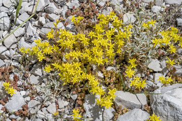 Goldmoss Stonecrop flowers at Terminillo mountain range, Italy