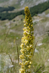 Verbascum lychnitis flower at Terminillo mountain range, Italy