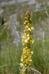 blossoming Verbascum lychnitis flower at Terminillo mountain range, Italy