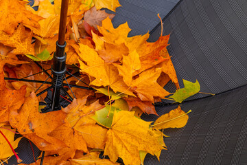  Orange maple leaves in umbrella. background design.