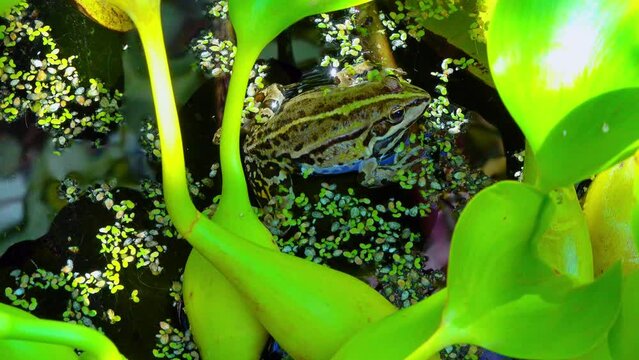 Pelophylax ridibundus - a frog sings, inflating air sacs in a lake among aquatic vegetation