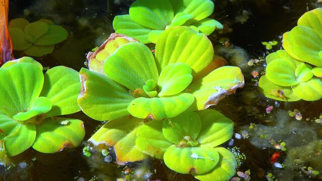 Pistia stratiotes swims among aquatic plants rootless duckweed (Wolffia arrhiza) and duckweed (Lemna turionifera)
