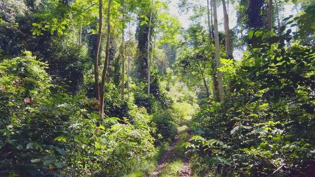 Stunning view from a 4x4 vehicle of primary rainforest. Rare naturalistic footage.
