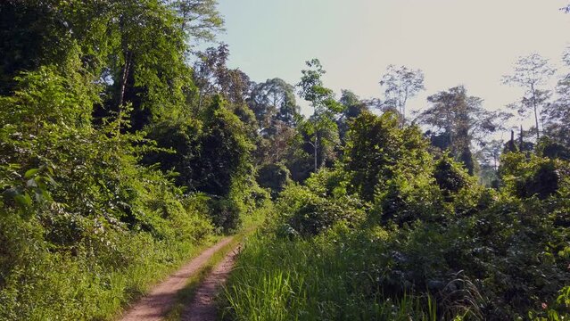 Stunning view from a 4x4 vehicle of primary rainforest. Rare naturalistic footage.