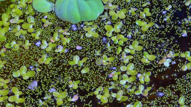 Spotless watermeal, rootless duckweed (Wolffia arrhiza) and duckweed (Lemna turionifera)