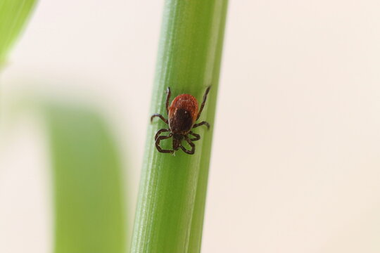 A tick seen close up on the grass