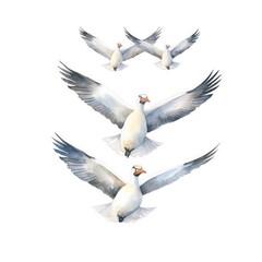 Obraz premium seagull in flight