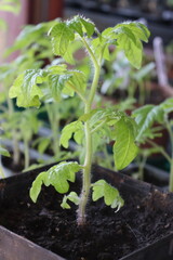Tomato seedlings