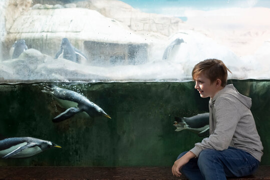 a boy at the zoo watches penguins swimming in the water, an aquarium. the child spends time in the zoo, looking at birds and animals.