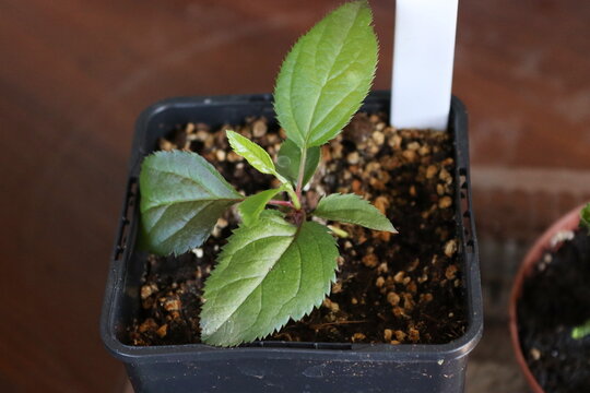 One-year-old apple seedling