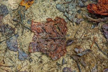 Crushed leaves on the ground