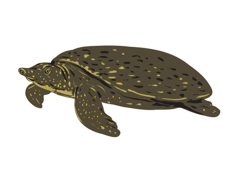 WPA poster art of an Asiatic softshell turtle, Southeast Asian softshell turtle,  Amyda ornata or black-rayed softshell turtle, Amyda cartilaginea done in works project administration style.

