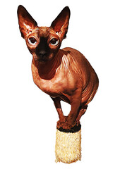 Sphynx
