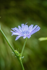 Cichorium intybus blue flower on background of green grass. Natural background. image of flower in...