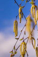 a birch tree without foliage in the spring season