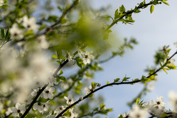 white cherry blossoms in the spring season, beautiful cherry