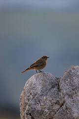 Sonnenaufgang - Hochlantsch - Teichalm - Almenland