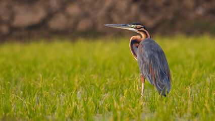 Purple Heron