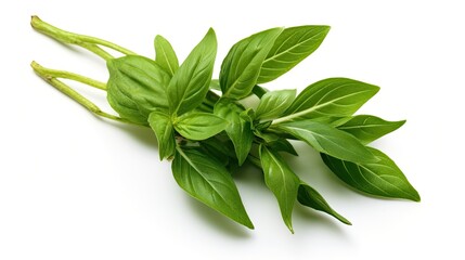 fresh herbs isolated on white. Basil branches. green basil. Greens for salads. Edible grass. condiments