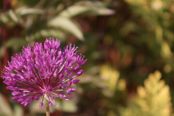 Ornamental garlic flower