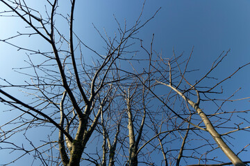 foliage on a linden tree in the spring season