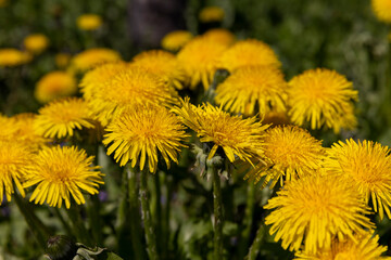 yellow spring dandelions blooming in the field
