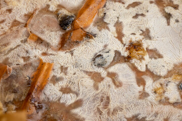 food products completely covered with mold, spoiled food