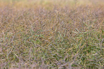 rapeseed pods during ripening on a sunny day