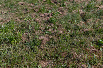 field with grass for harvesting fodder for cows