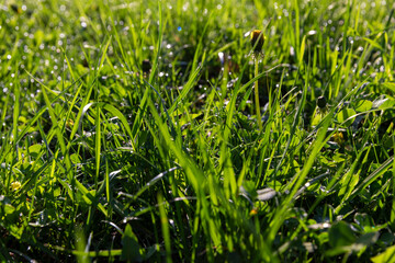 green grass in sunny weather, close up