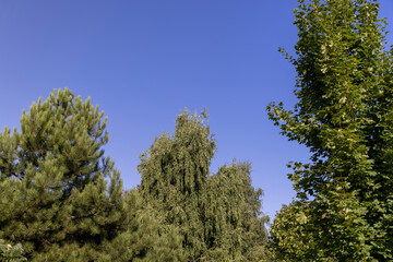 mixed forest with trees of different species in the summer season
