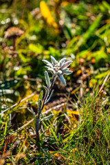 Edelweißboden - Hochturm - Großer Ebenstein - Gams Brandstein