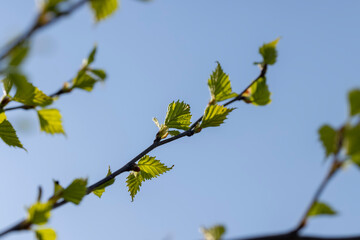 Fototapeta premium young birch with new green leaves in the spring season