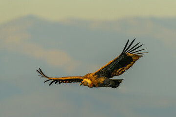 Griffon vulture in flight against the green  background at sunset in Monfragüe NP, Extremadura, Spain