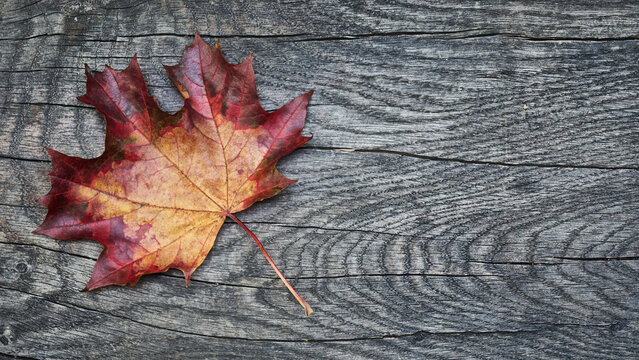Autumn maple leaf on wood background with copy space for your text and advertising message (top view).