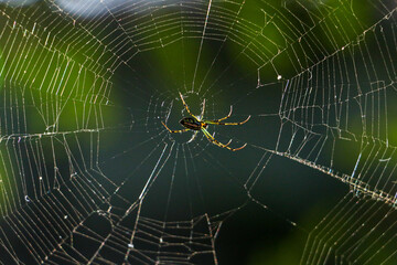 web of wonders