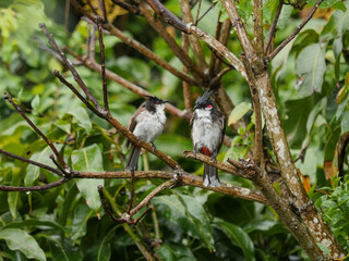 Couple of red Whiskered Bulbul birds perching on tree during gloomy weather