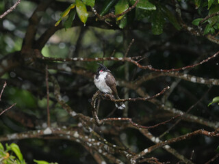 Red Whiskered Bulbul bird- Pycnonotus Jocosus - in Mauritius perching in natural environment - rainy weather 