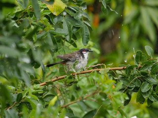 Red Whiskered Bulbul bird- Pycnonotus Jocosus - in Mauritius perching in rainy weather 