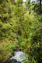 Fototapeta na wymiar The waterfalls of La Paz in the jungle of Costa Rica,