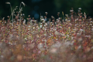 Łąska kwiatów w sierpniu, kwiaty polne © Freshfanpage
