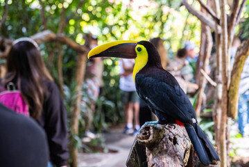 Breaking the quiet life of the toucan