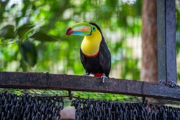 Breaking the quiet life of the toucan
