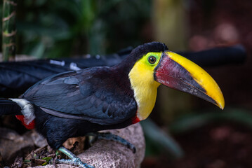 Breaking the quiet life of the toucan